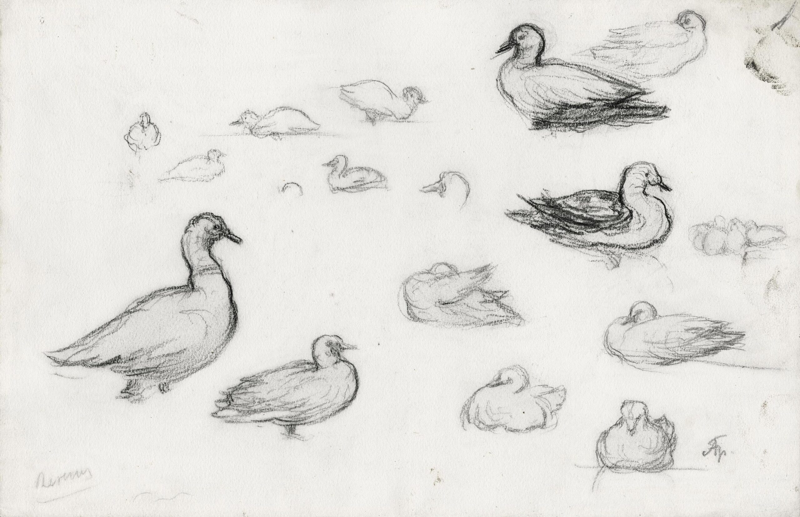 Étude de canards