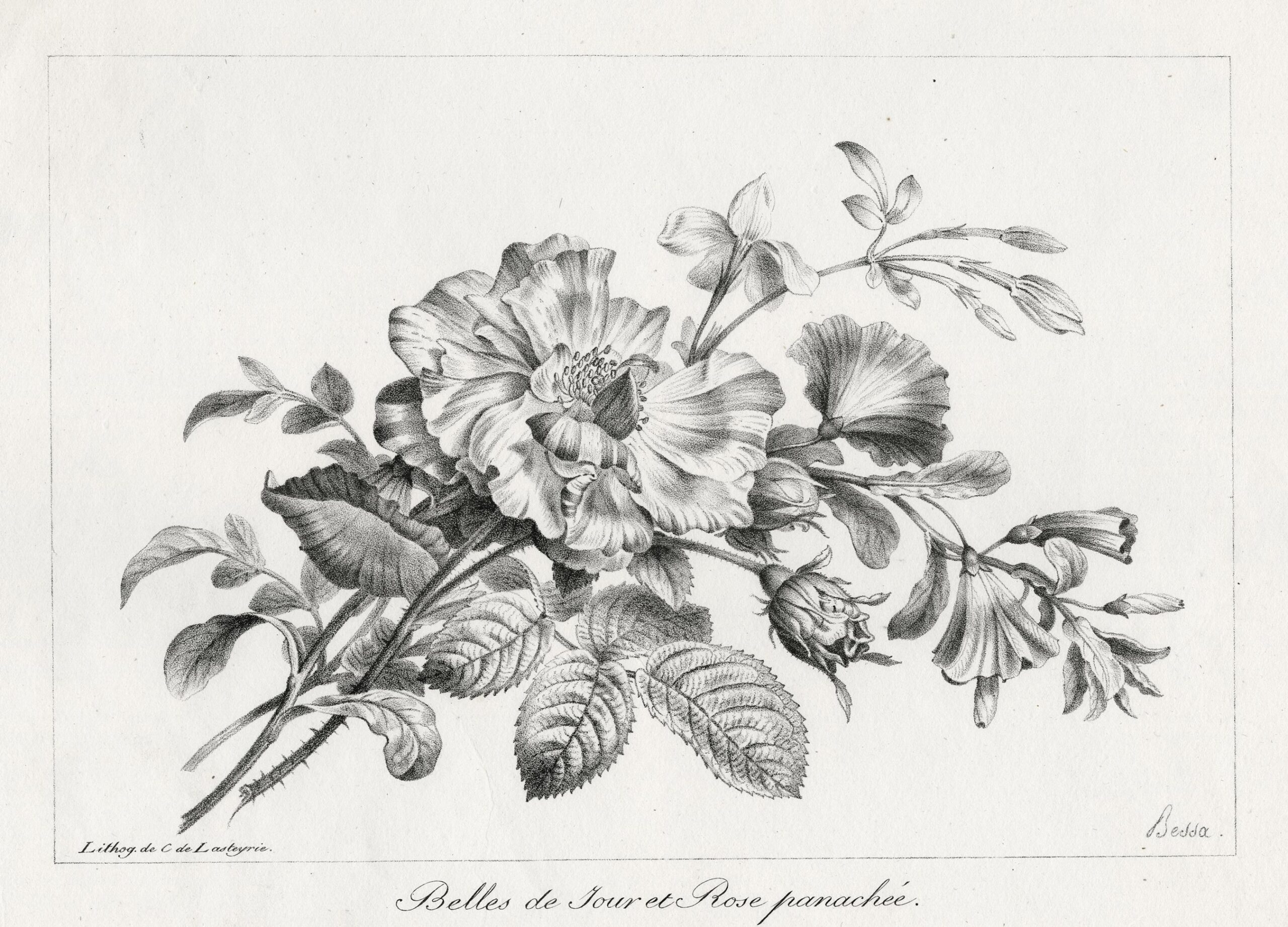 Belles de jour et Rose panachée