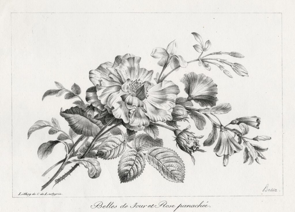 Bessa – Belles de jour et Rose panachée