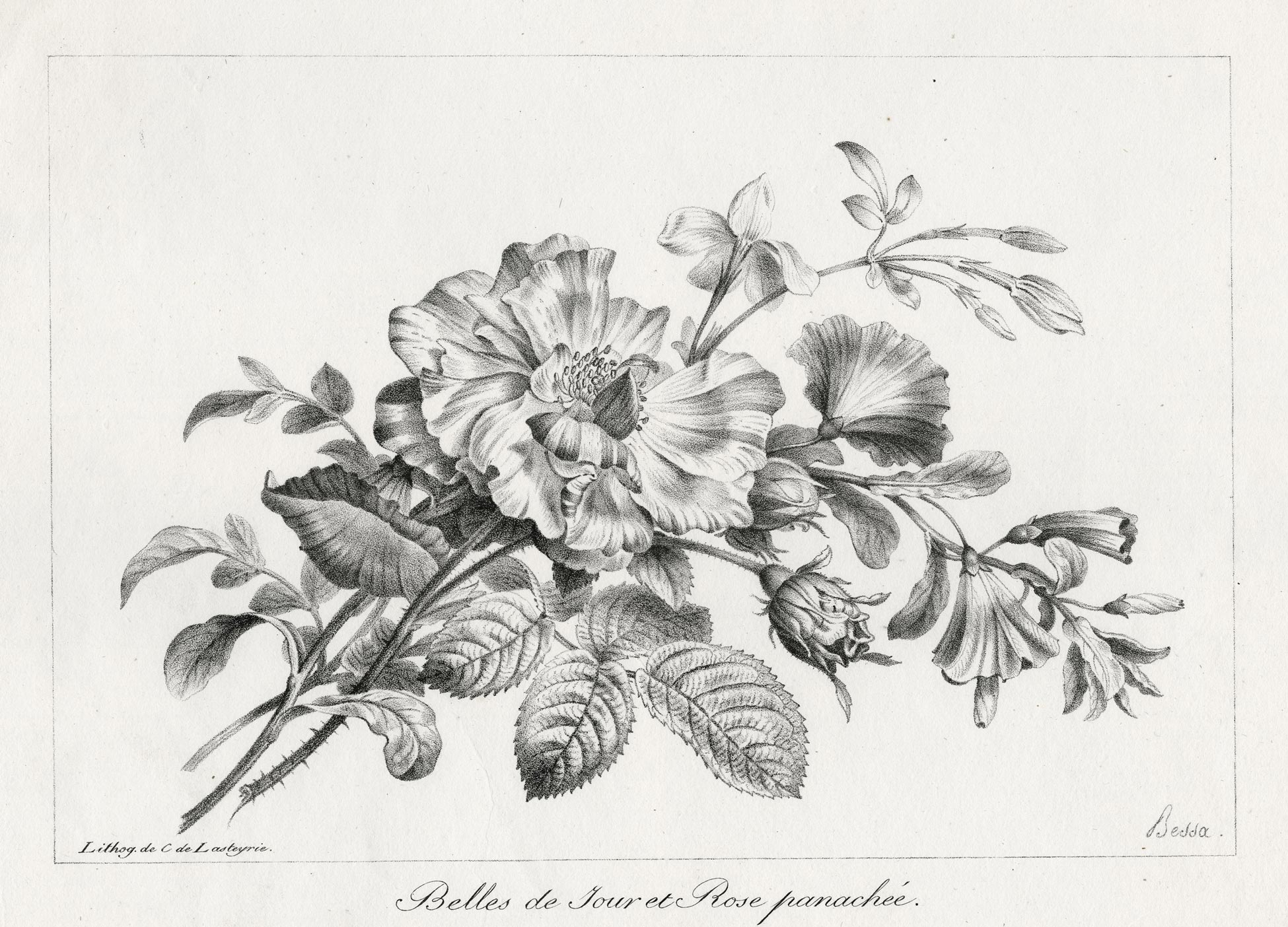 Belles de jour et Rose panachée