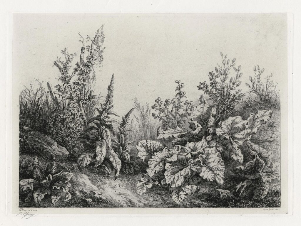 Bléry – Bardane et bryone