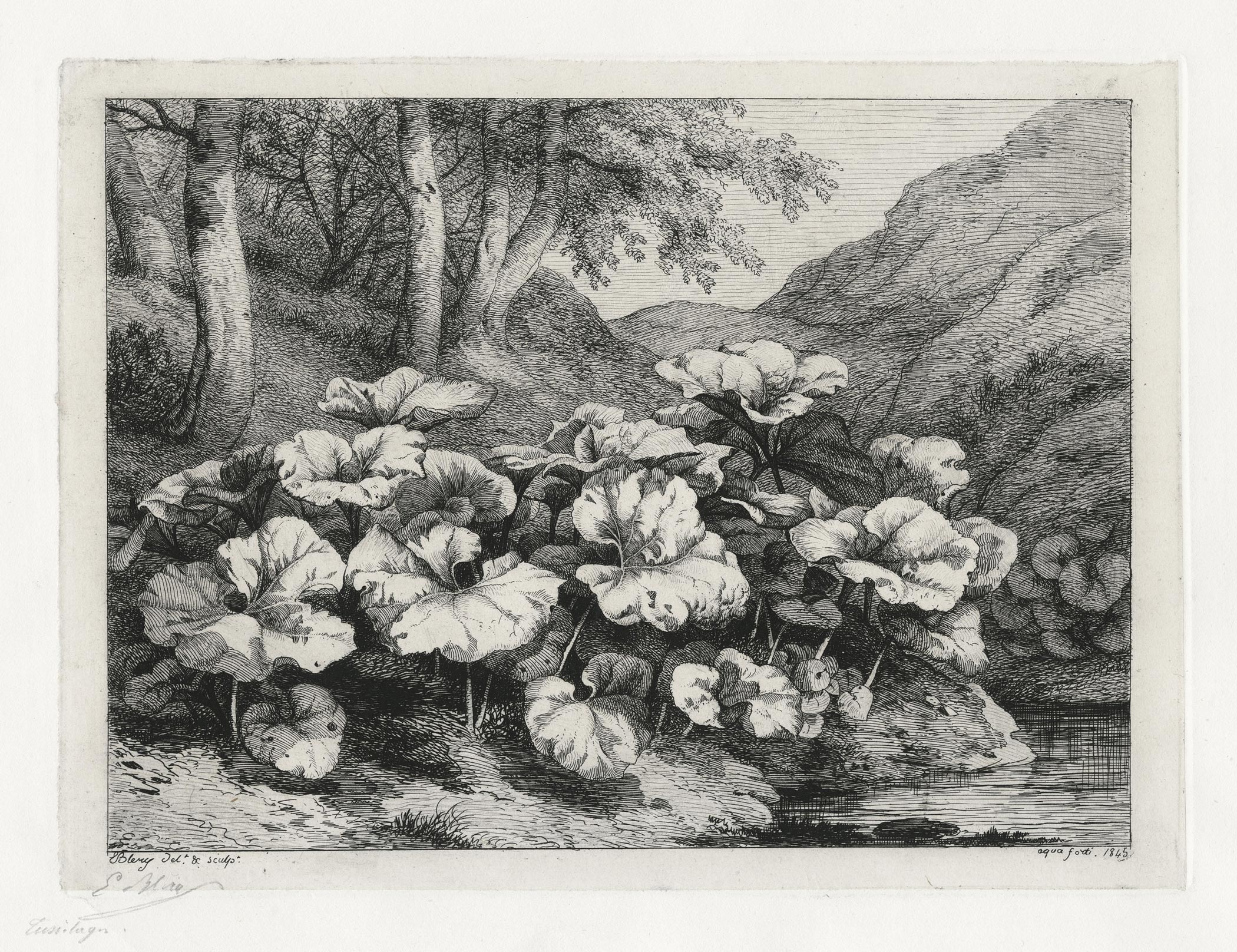 Les petits tussilages