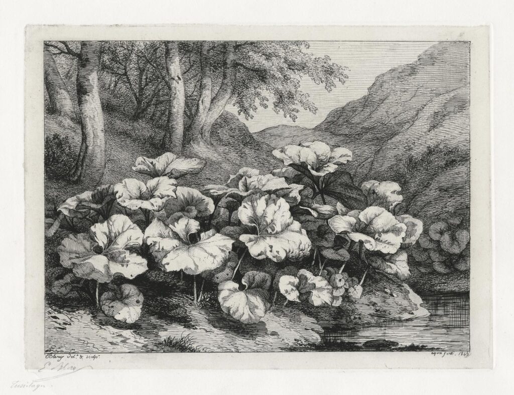 Bléry – Les petits tussilages