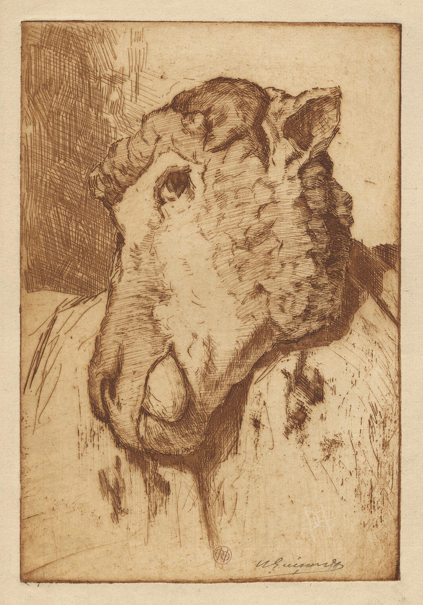 GUÉRARD Henri — Tête de mouton