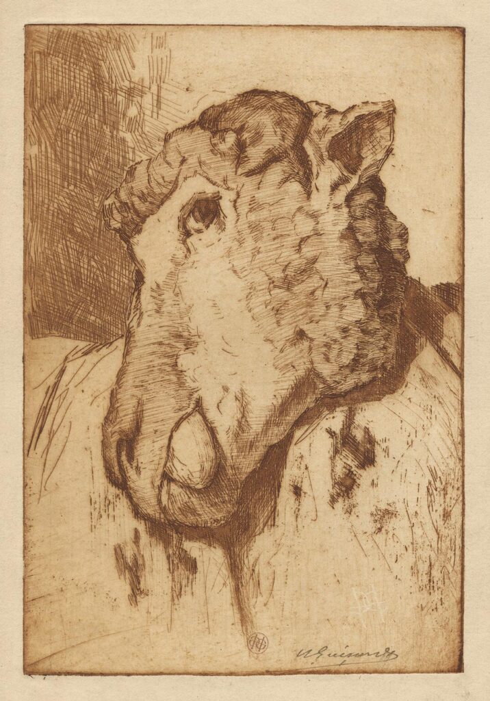 Guérard – Tête de mouton