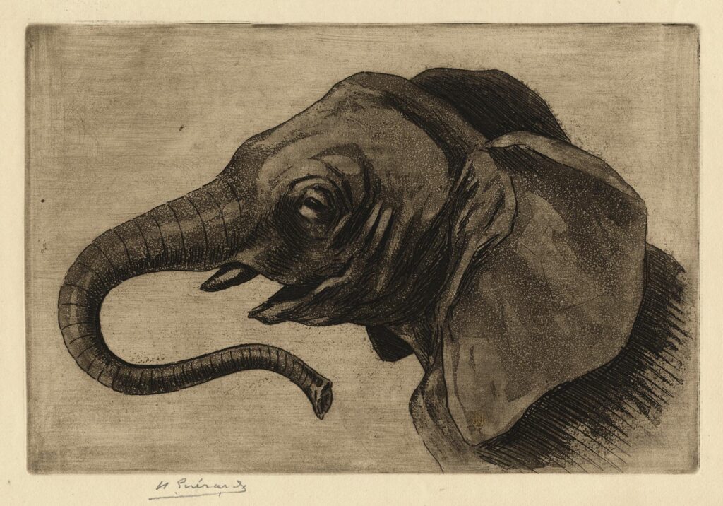 Guérard – Tête d’éléphant