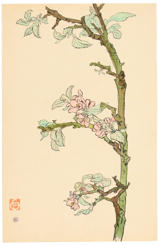 Grillon -Branche de cerisier en fleur