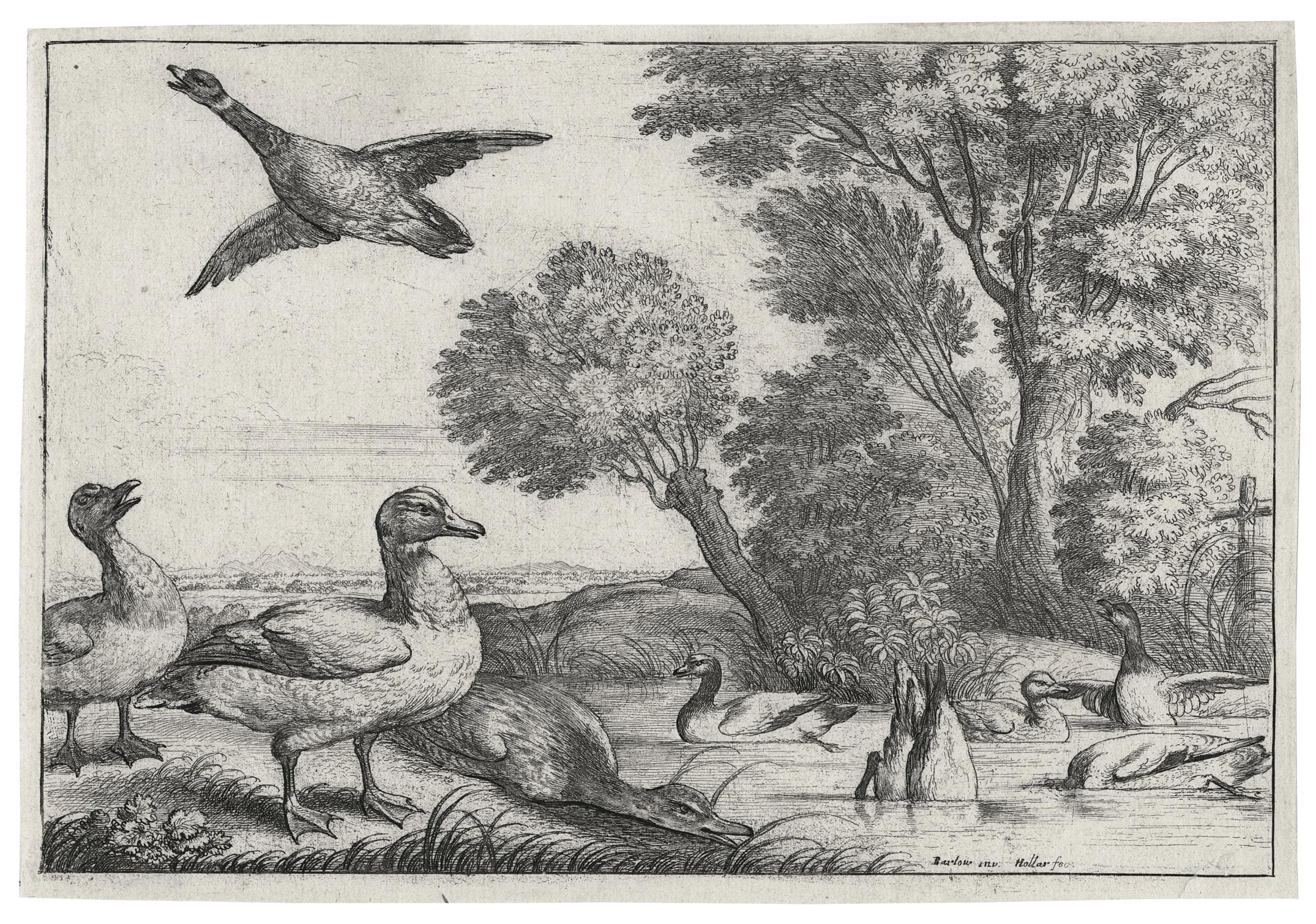 HOLLAR Wenceslas — Neuf canards