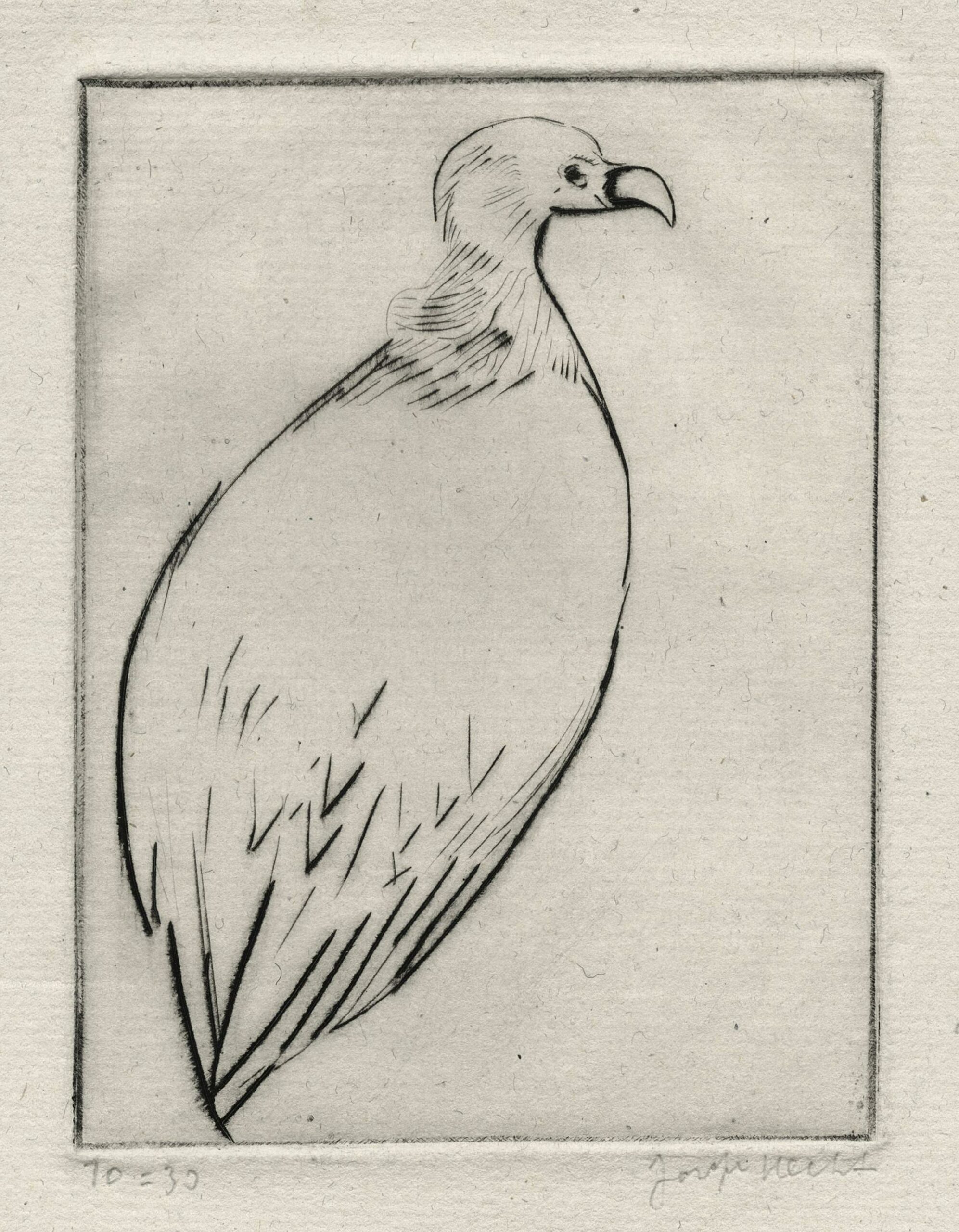 HECHT Joseph — Condor II