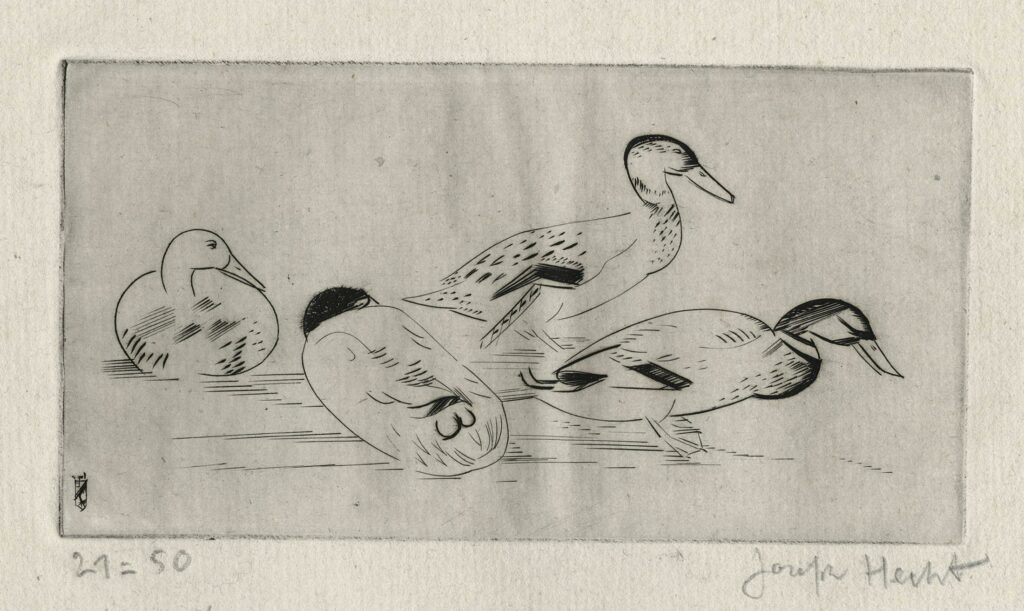Hecht – Quatre canards