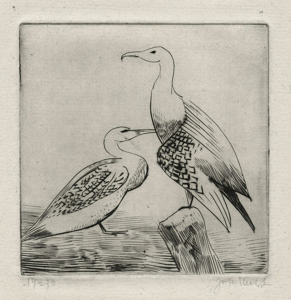 Hecht – Deux cormorans