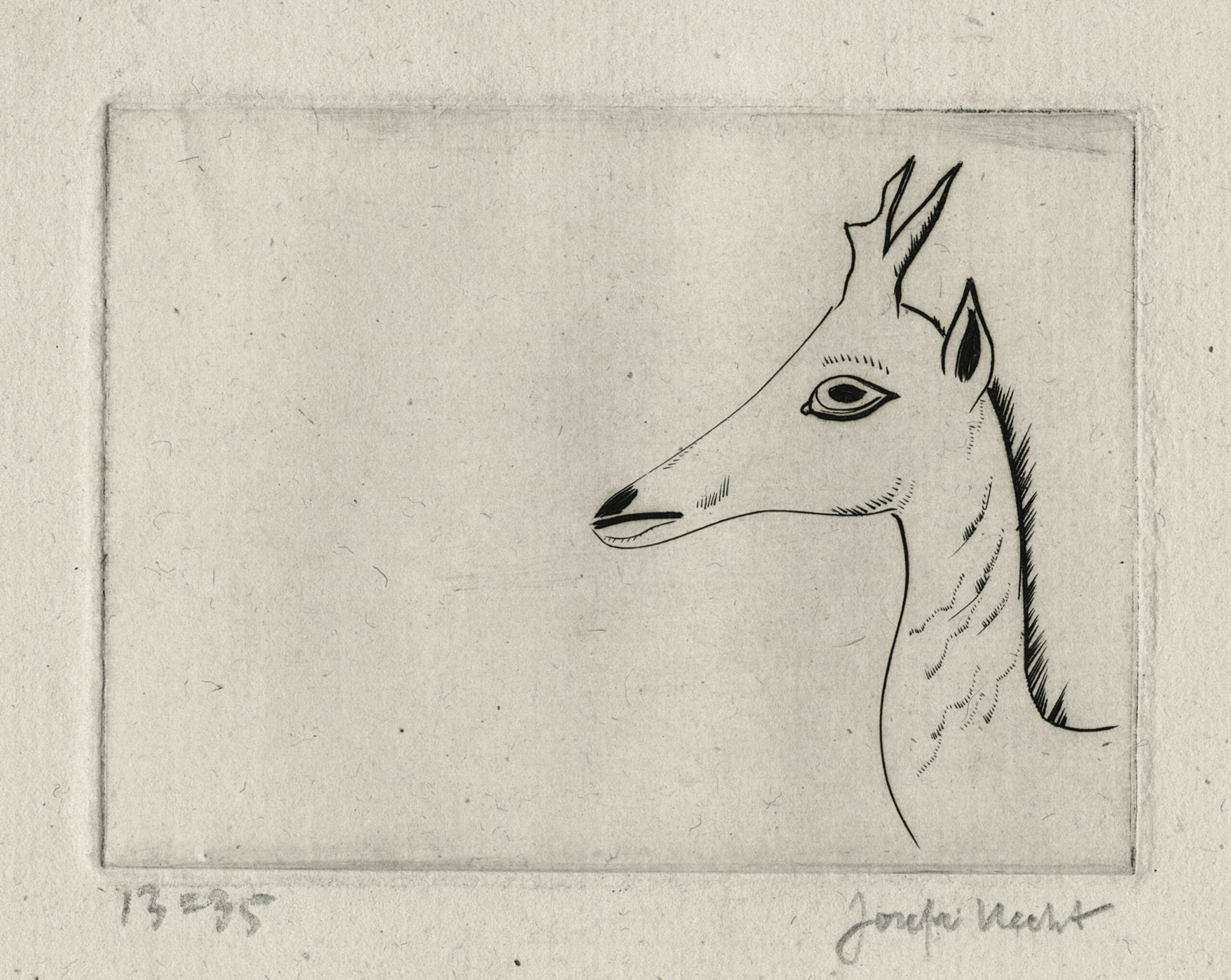 HECHT Joseph — Tête de jeune cerf