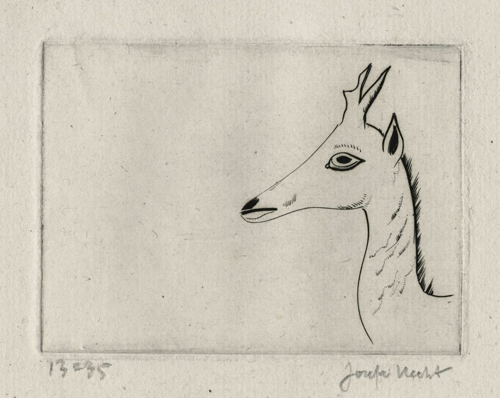 Hecht – Tête de jeune cerf