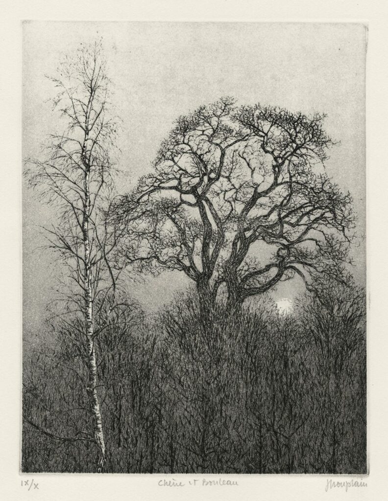 Houplain – Chêne et bouleau