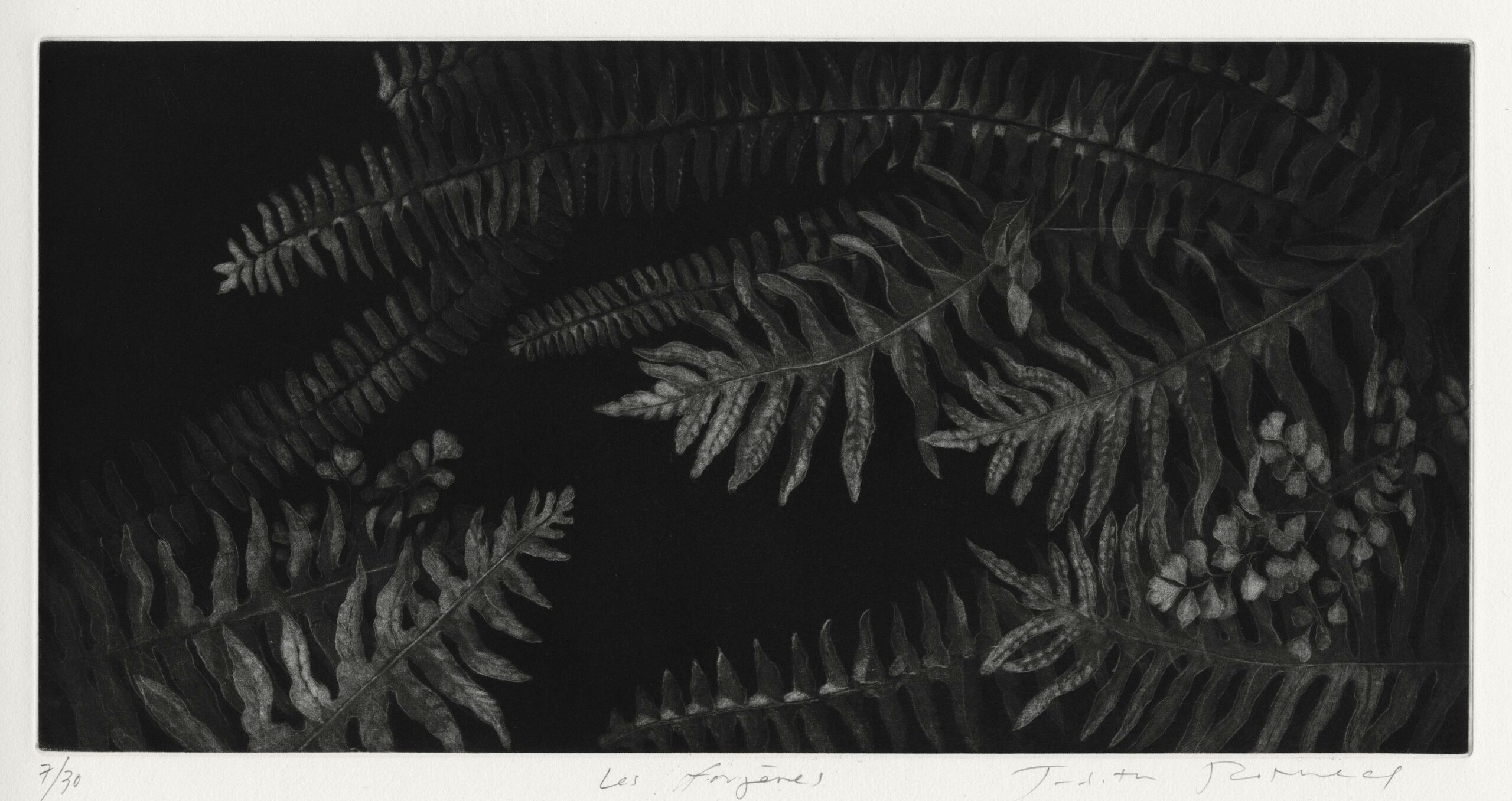 ROTHCHILD Judith — Les fougères