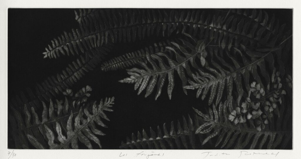 Rothchild – Les fougères