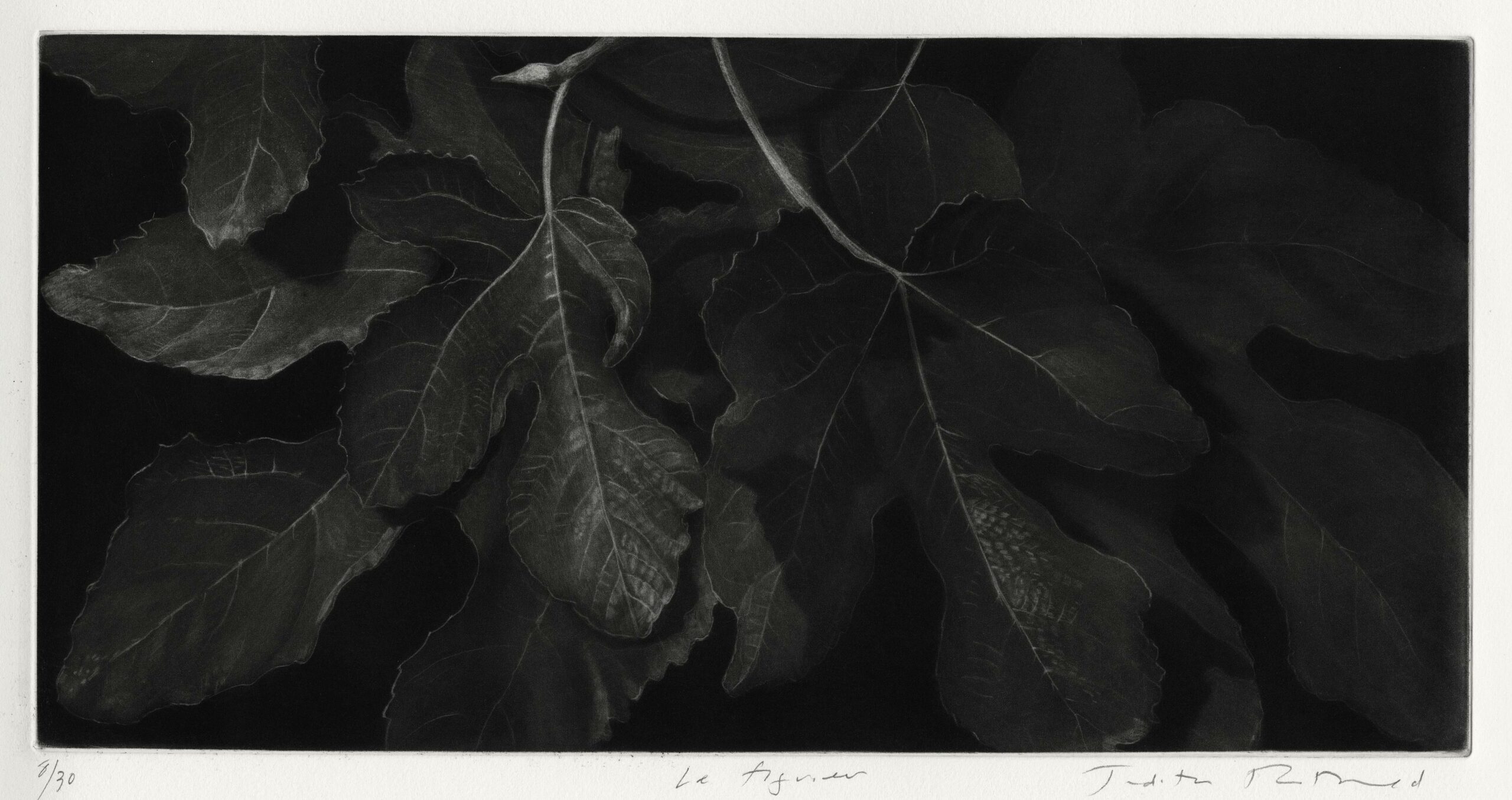 ROTHCHILD Judith — Le figuier