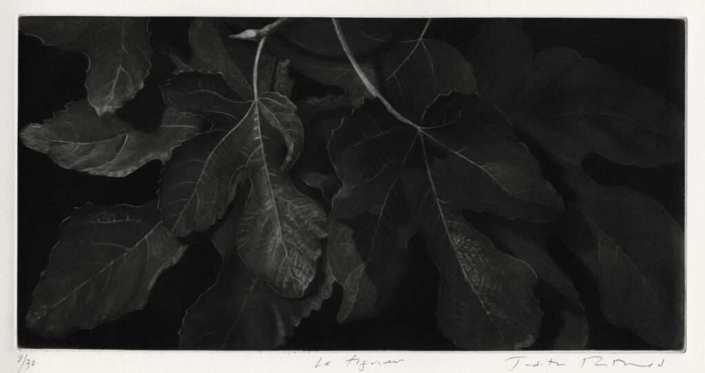 Rothchild – Le figuier