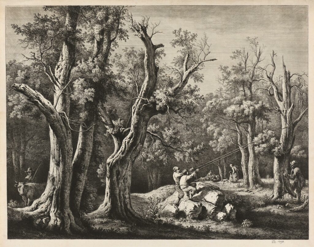Boissieu – La grande forêt