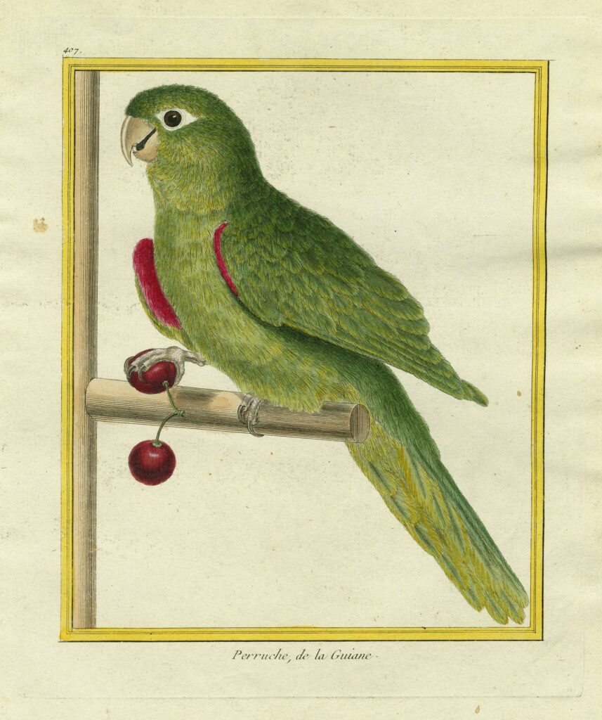 Martinet – Perruche de la Guiane