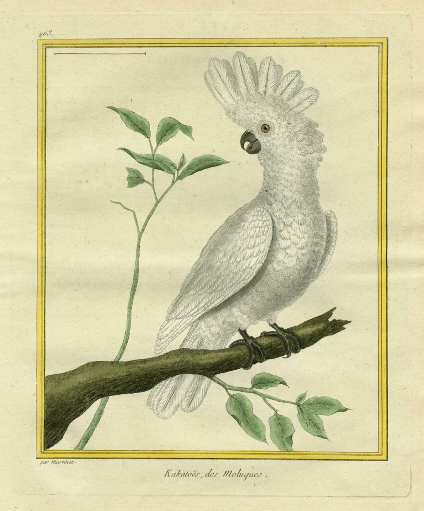 Martinet – Kakatoës des Moluques