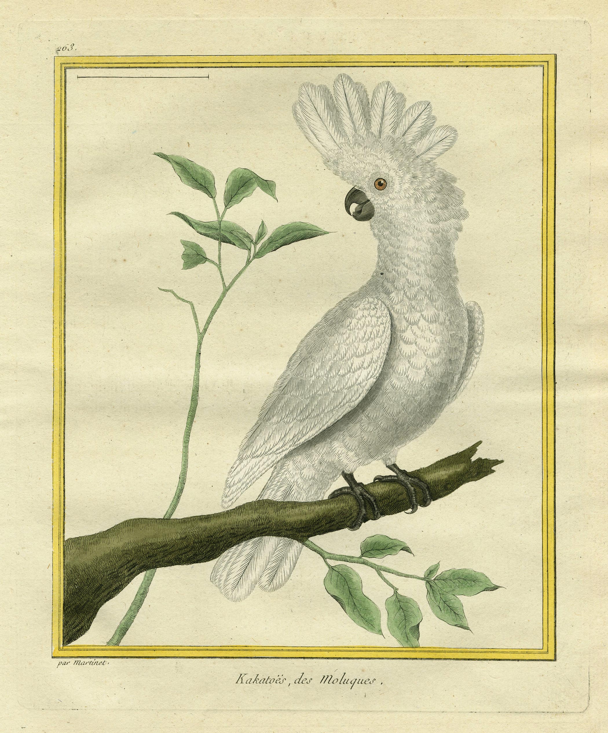 François-Nicolas MARTINET, Kakatoës des Moluques, 1770, Planche 263 de la suite de 973 illustrations pour l’ouvrage de Georges-Louis Le Clerc, comte de Buffon intitulé Histoire Naturelle des Oiseaux, 1770., Galerie Paul Prouté Paris