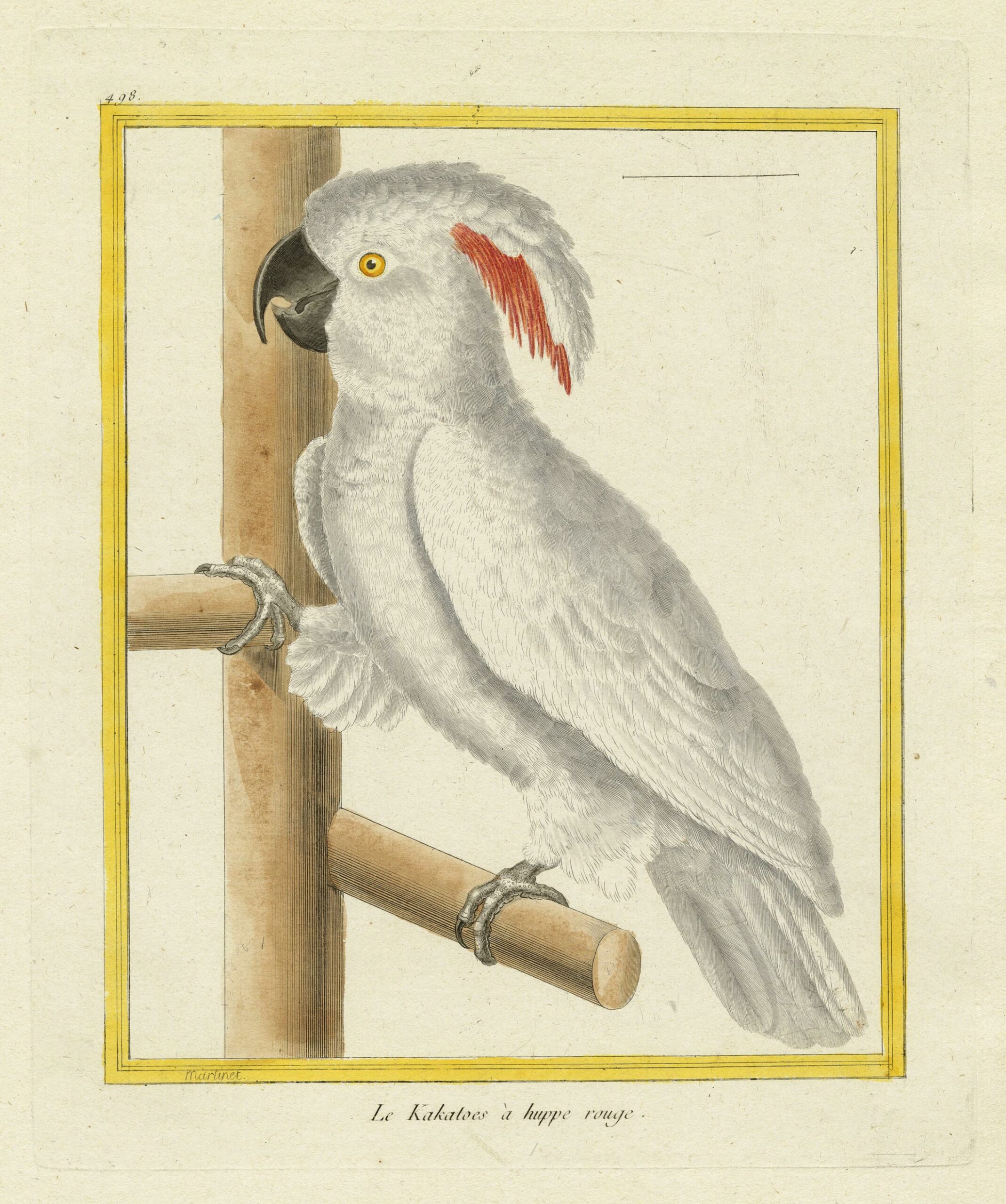 François-Nicolas MARTINET, Le Kakatoes à huppe rouge, 1770, Planche 498 de la suite de 973 illustrations pour l’ouvrage de Georges-Louis Le Clerc, comte de Buffon intitulé Histoire Naturelle des Oiseaux, 1770., Galerie Paul Prouté Paris