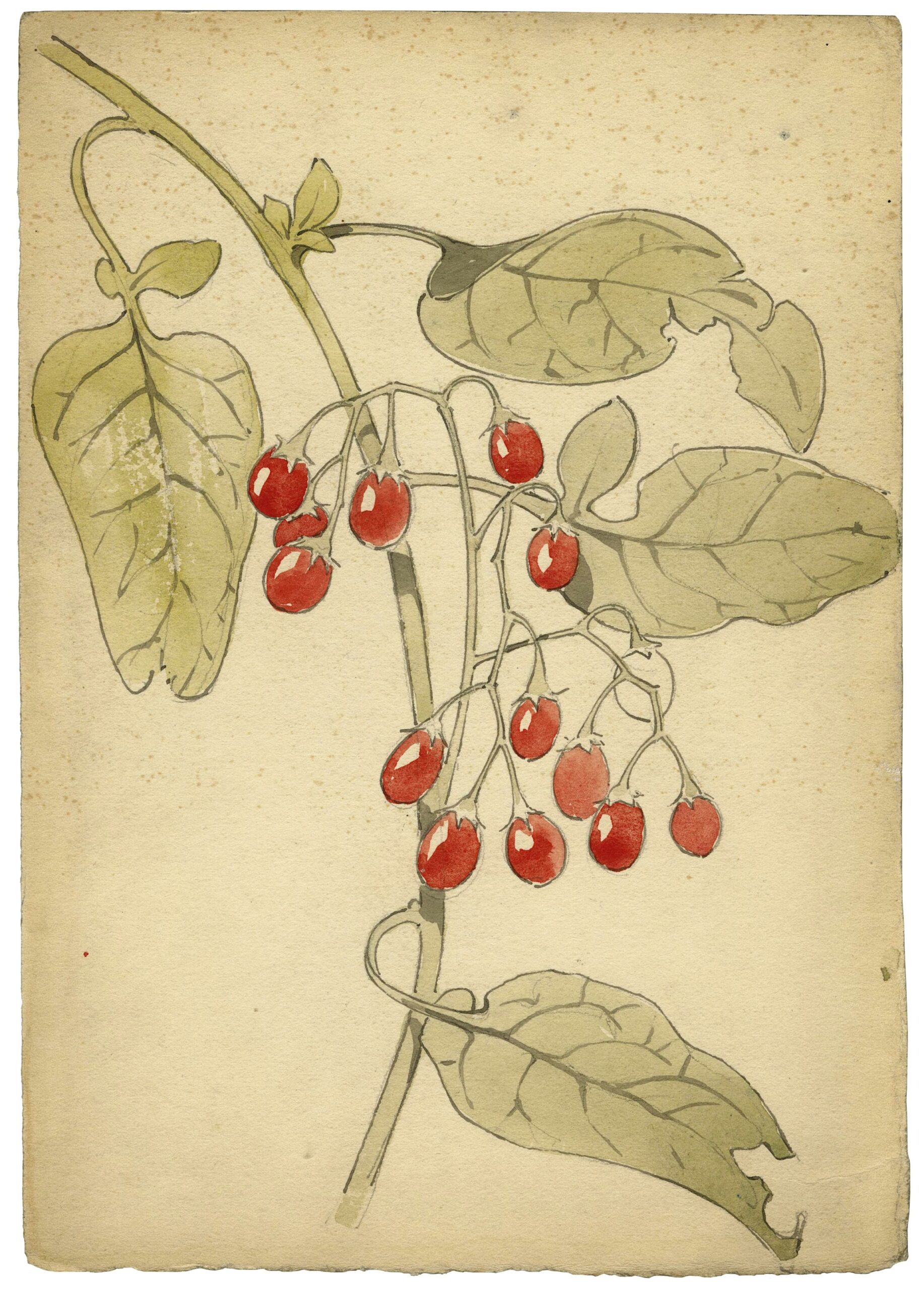 Jules CHADEL, Branche de Morelle douce-amère, Aquarelle sur traits de crayon noir, Galerie Paul Prouté Paris