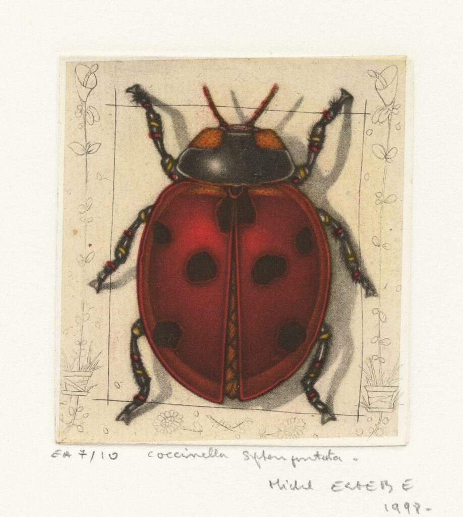 Estèbe – Coccinella septempunctata
