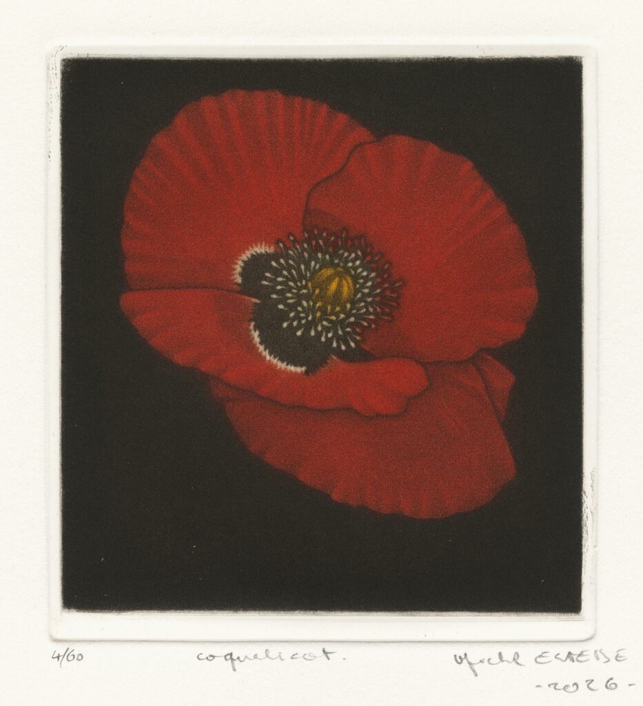 Estèbe – Coquelicot