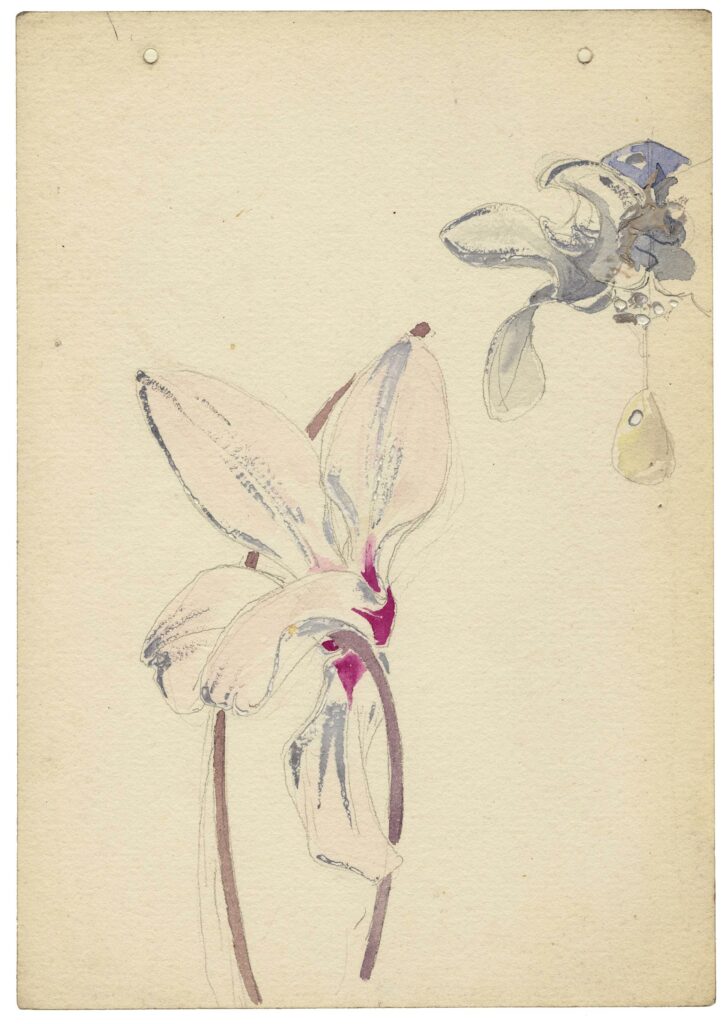 Chadel – Fleur de magnolia