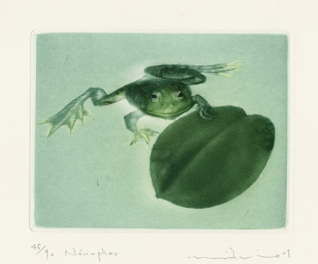 Watanabe – Nénuphar