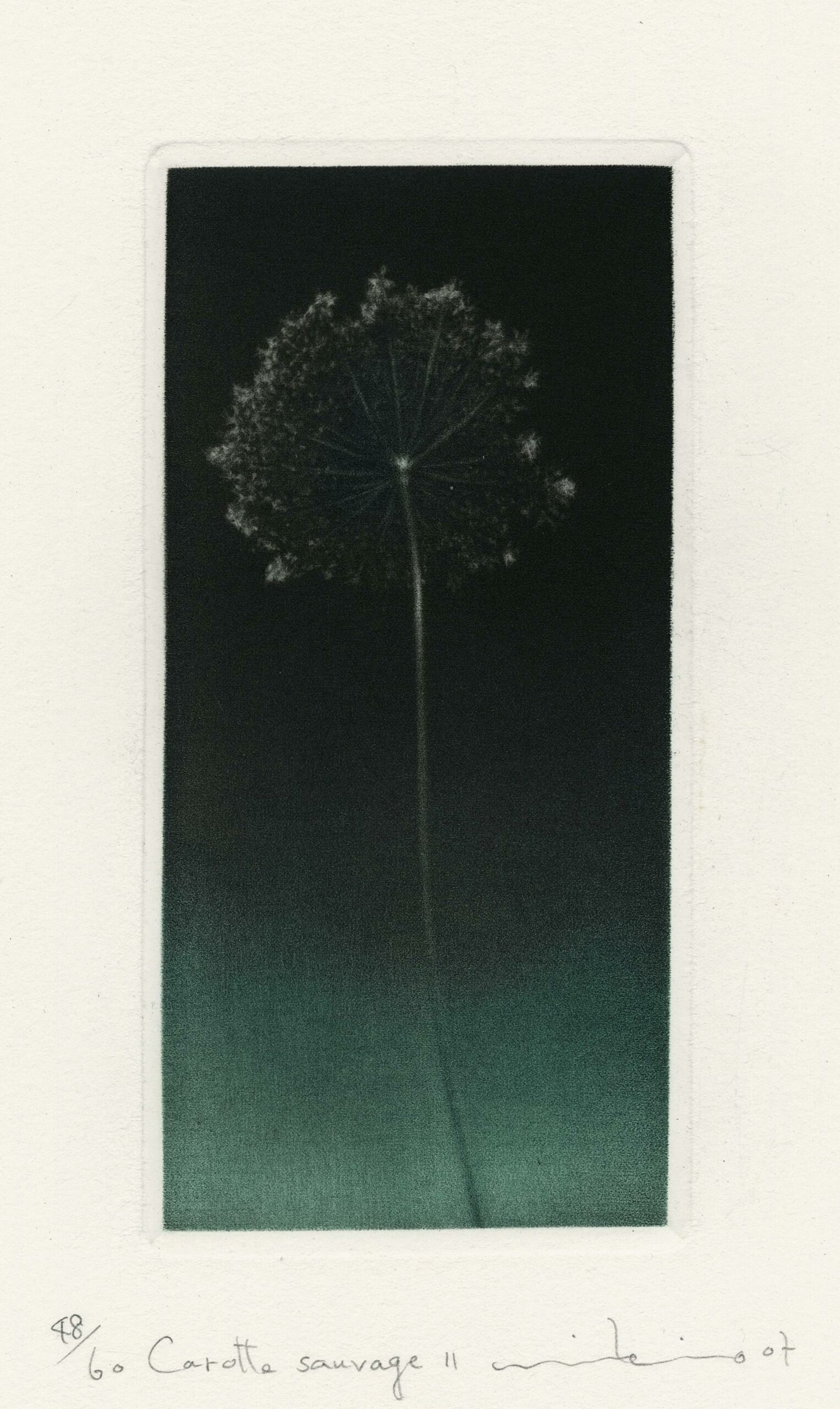 Mikio WATANABE, Carotte sauvage II, 2007, Manière noire en couleurs, Galerie Paul Prouté Paris