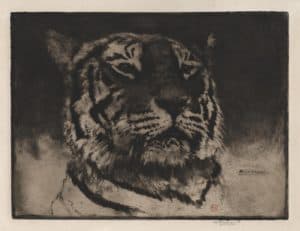 Tête de Tigre