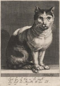 Un chat et une souris