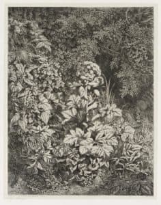 Groupe de plantes 