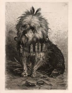 Griffon d’Ecosse portant sa chasse dans ses poils