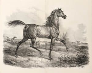 Cheval persan