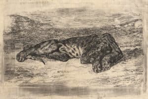 Tigre couché dans le désert