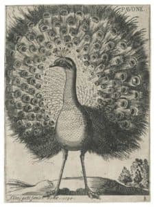 Pavone (Paon)