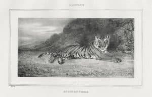 Étude de tigre
