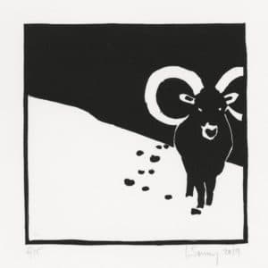 Mouflon