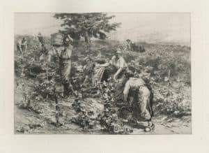 La vendange