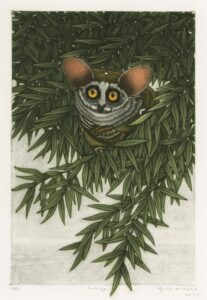 Galago