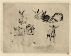 Etude de lapins