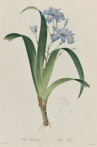 Iris frangé, Iris Fimbriata