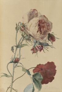 Rose blanche légèrement rosée, boutons et coquelicot